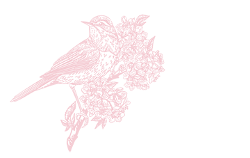 小鳥