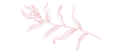 枝